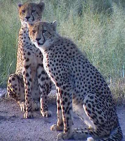 Cheetahs may soon be seen at the park in Lullingstone Lane, Eynsford. Picture: WAYNE SHILLING