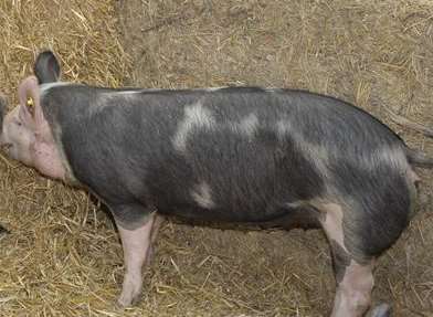 A pig was on the loose on the A21