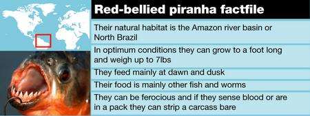 Piranha fact file