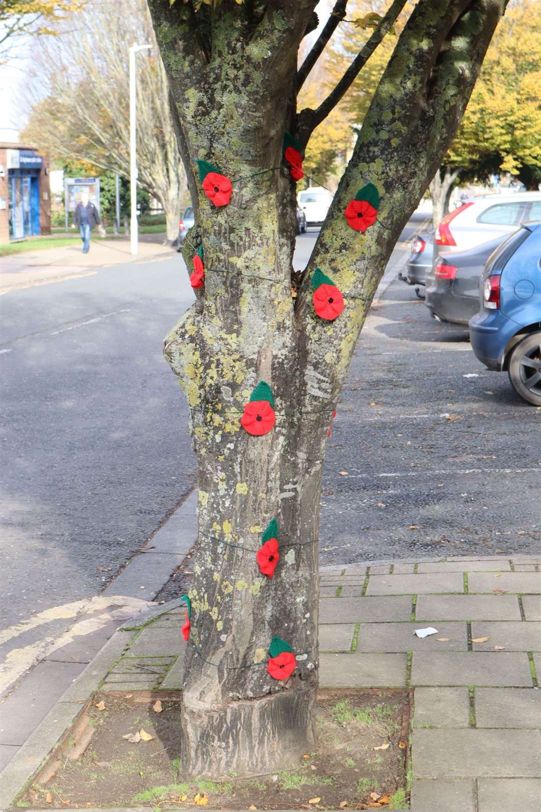One of the trees in Central Avenue, Sittingbourne, covered in poppies