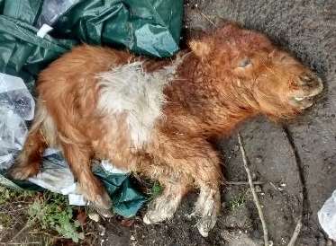 A shetland pony found in Fawkham on January 5