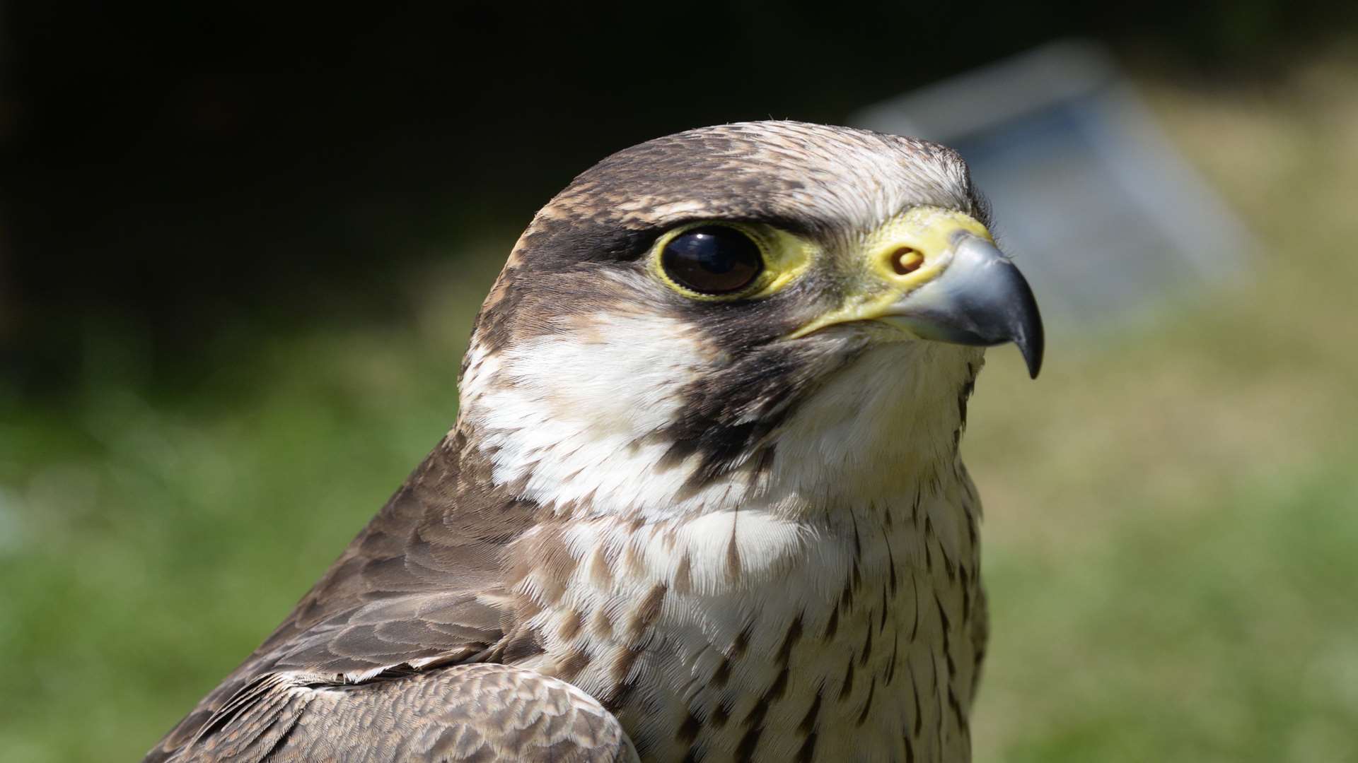 Perigrine falcon Dick at Eagle Heights, Eynsford. Picture: Chris Davey
