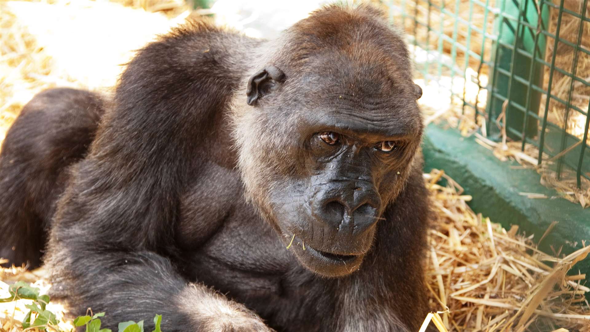 Mouila the gorilla, celebrating her 50th birthday in 2010