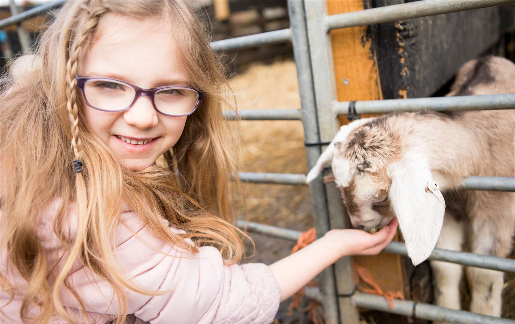 Meet farmyard animals and have a go at feeding them this half term. Picture: Kent Life Heritage Farm Park / Sharp Relations