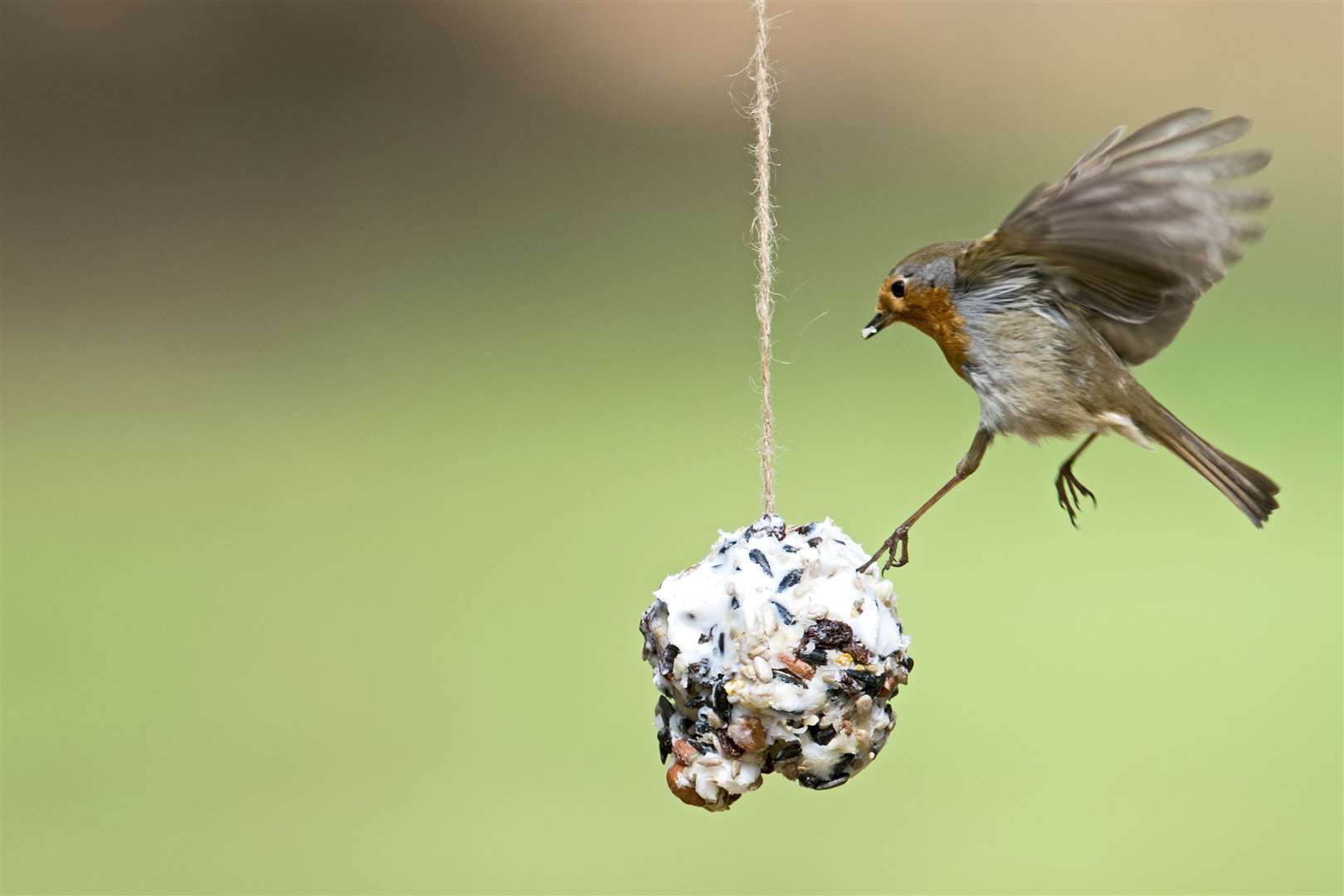 A Robin comes in for some dinner Picture: David Tiling/RSPB Images