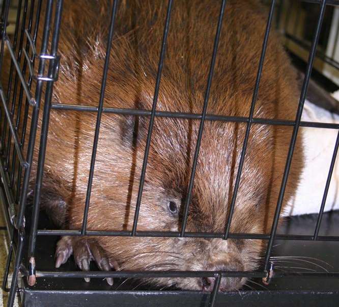 The beaver found at Cliffsend, receives care and attention following its capture