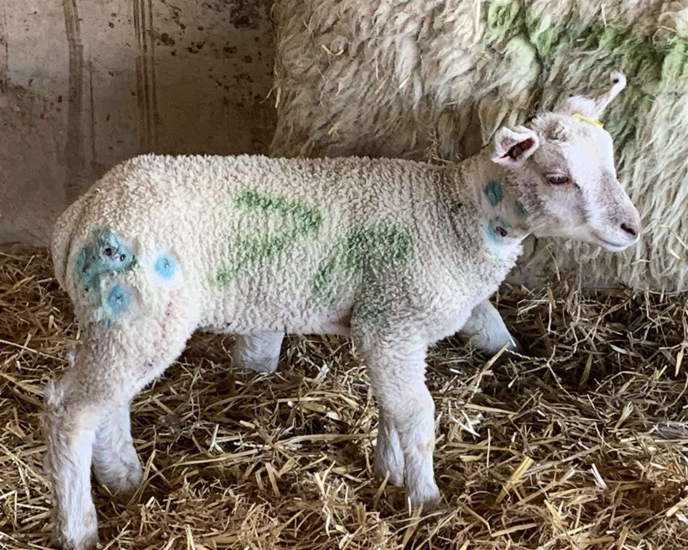 An injured lamb after treatment
