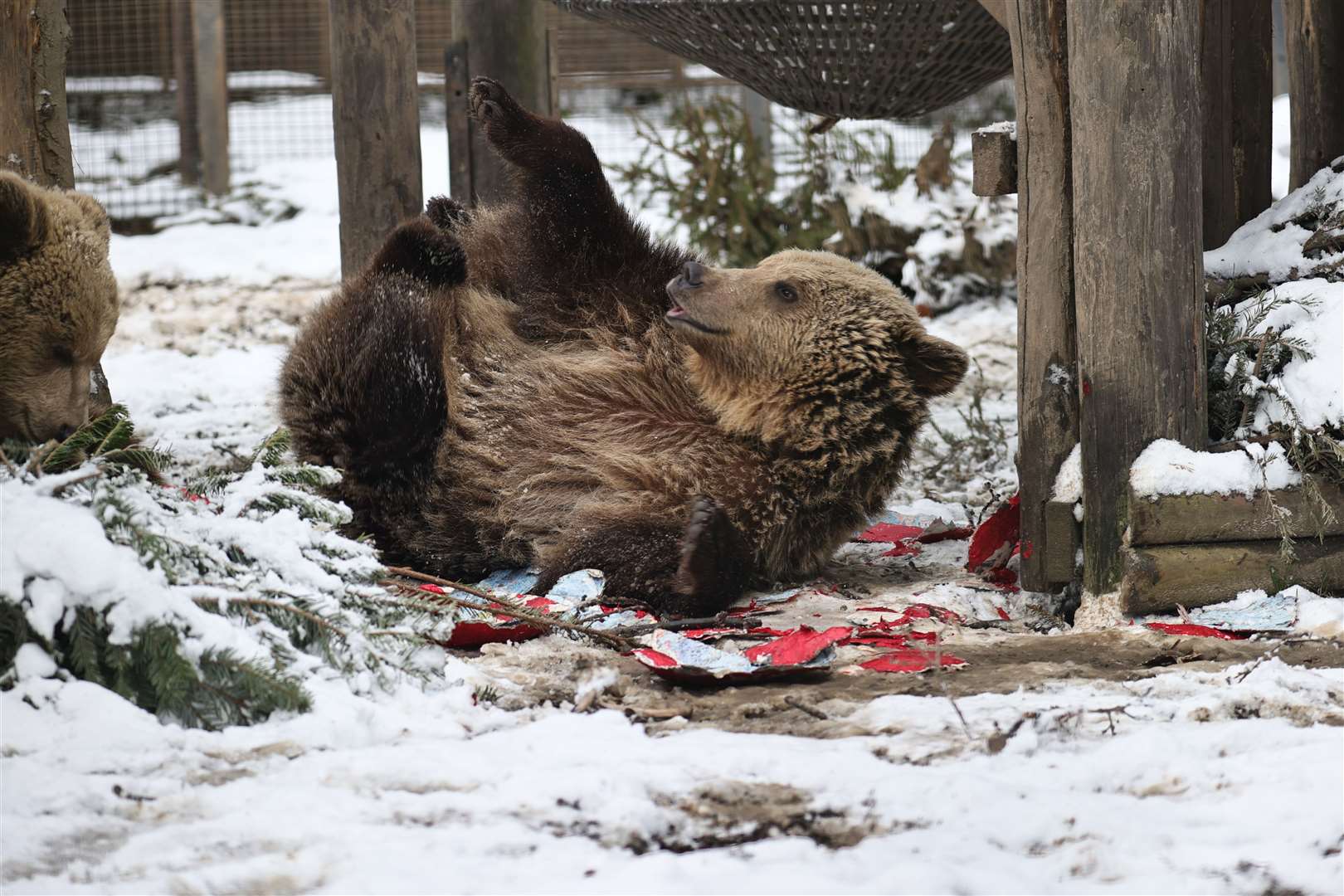 Rescued bears leave Wildwood animal park near Canterbury