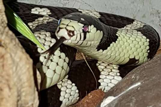 The snake was found last night. Pic: RSPCA