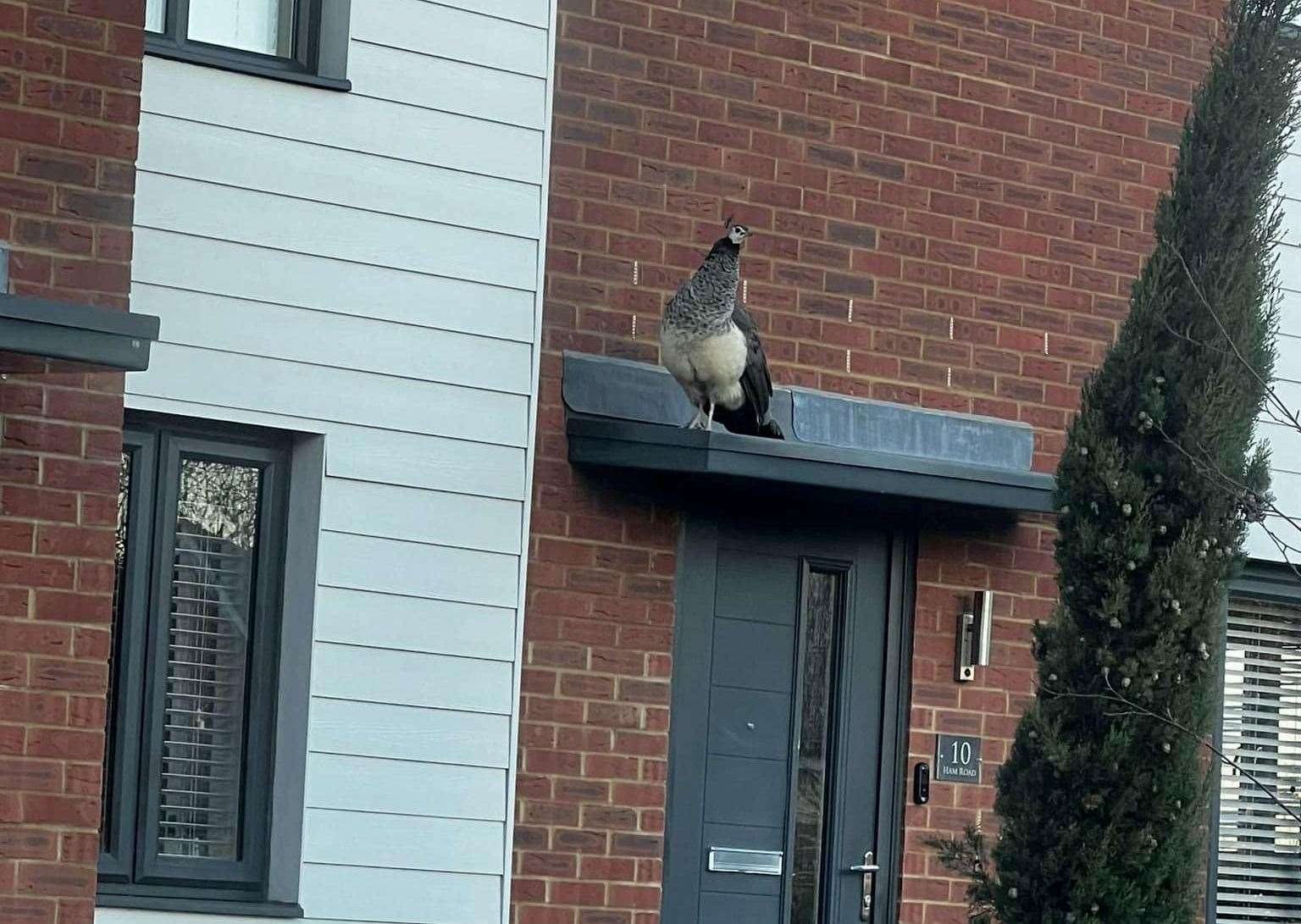 A pair of friends have made a joke Facebook profile for a peahen which lingers around an estate in Faversham. Picture: Louie Crawley/ Calum Darcey