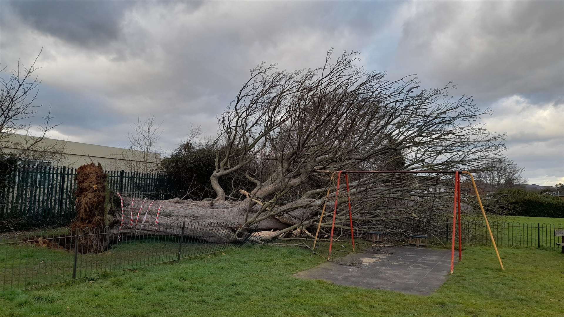 A huge tree fell in Rylands Road park in Kennington. Picture: Vic Wright