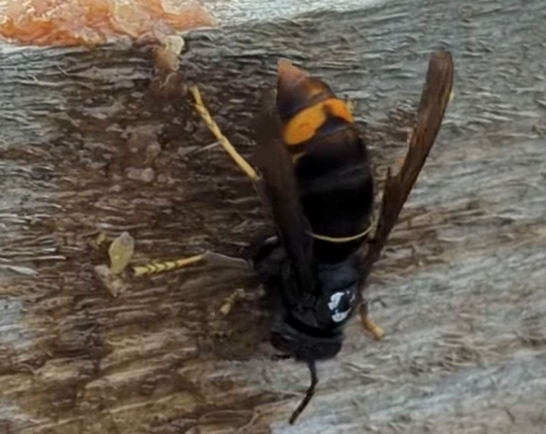 An Asian Hornet was spotted in Capel, between Dover and Folkestone. Picture: Simon Spratley