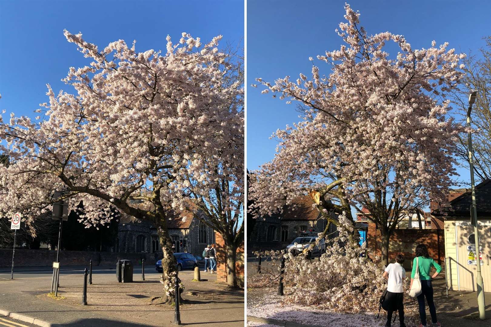The cherry tree - before and after the damage