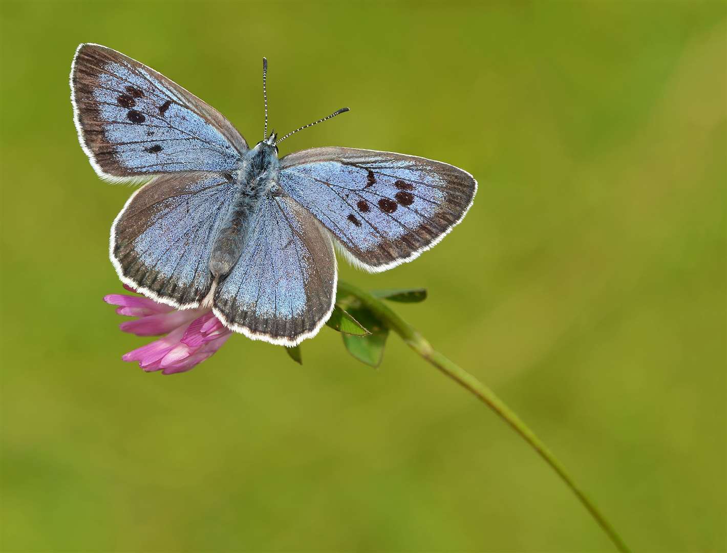 A female Large Blue butterfly, which had a great year in 2023 after conservation efforts (UKBMS/PA)