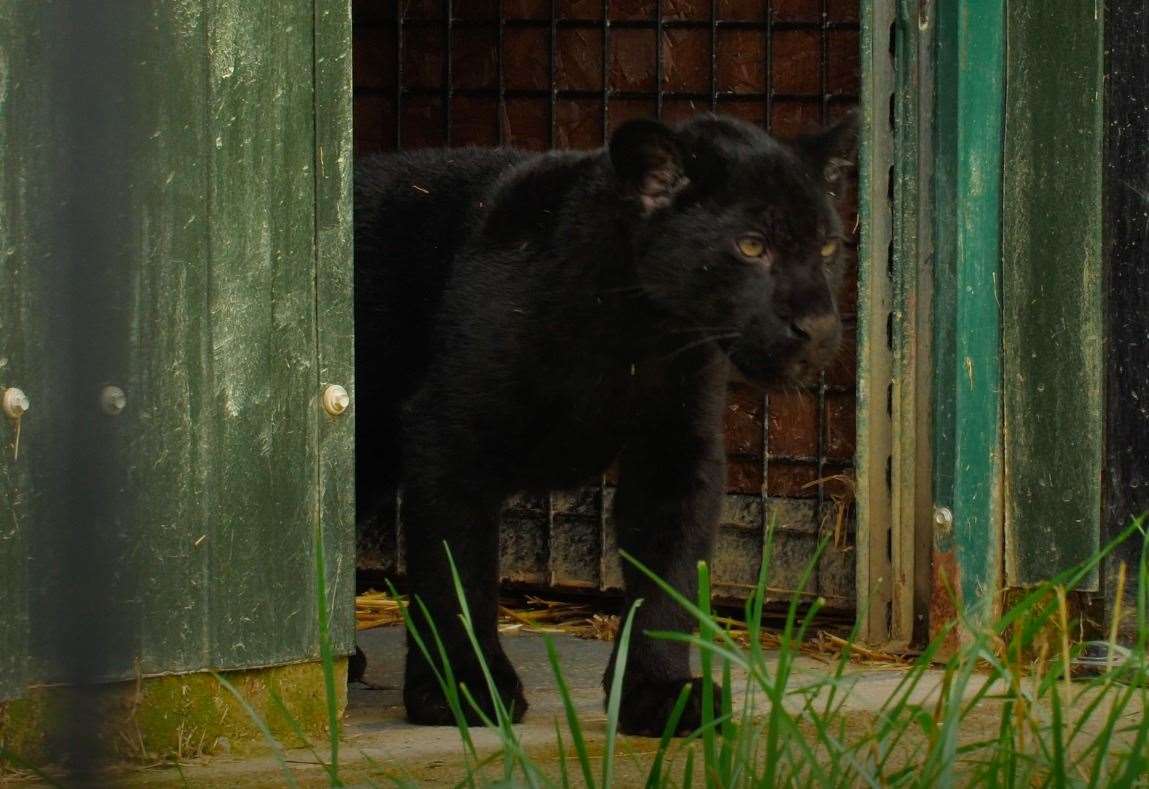 Photo of El Inca Jaguar da sus primeros pasos afuera en el Big Cat Sanctuary en Ashford