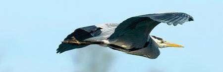 Grey heron Ardea cinerea in flight. Picture: RSPB South East