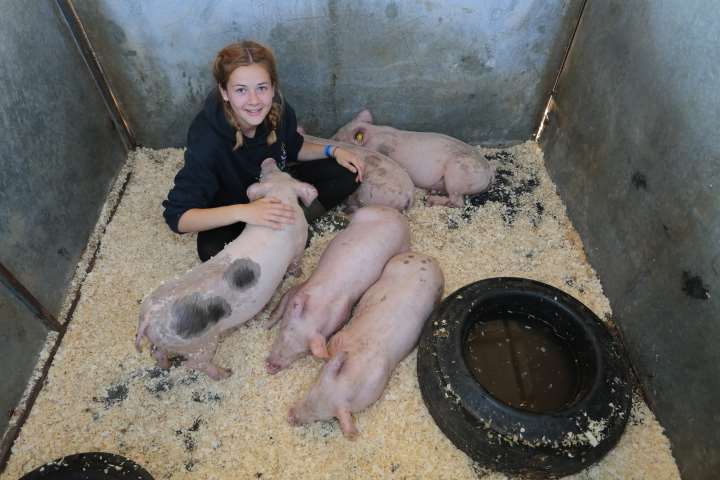 Emma Laversuch gets up close to some of the pigs