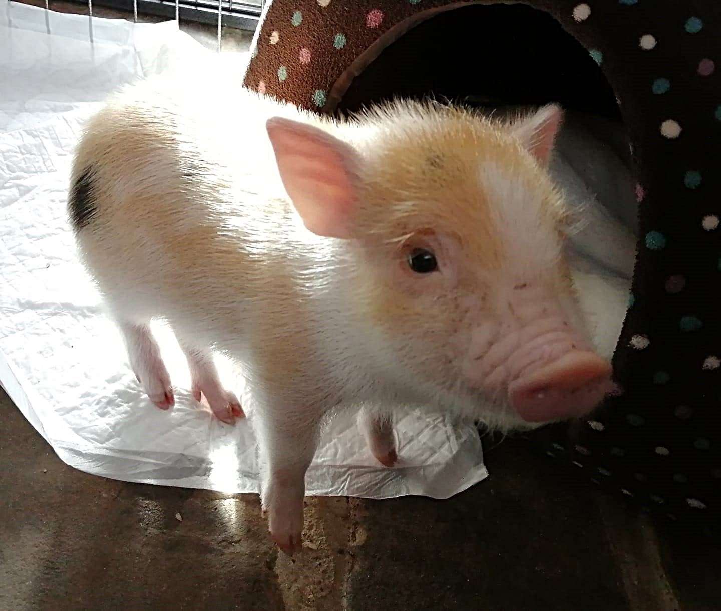 Wilbur the rescue pig who will spend his days in Anim-Mates rescue in Ash (23452714)