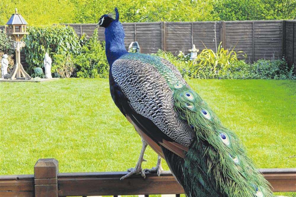 Peacocks have attacked Paul Smith's cars and patio windows