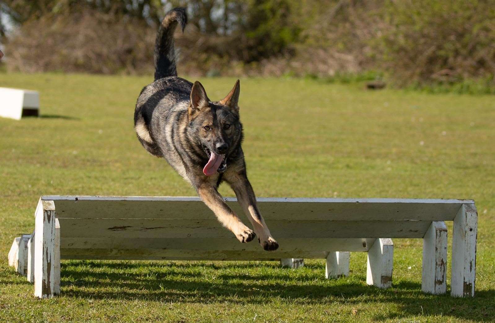 PD Calli was bred to join the unit