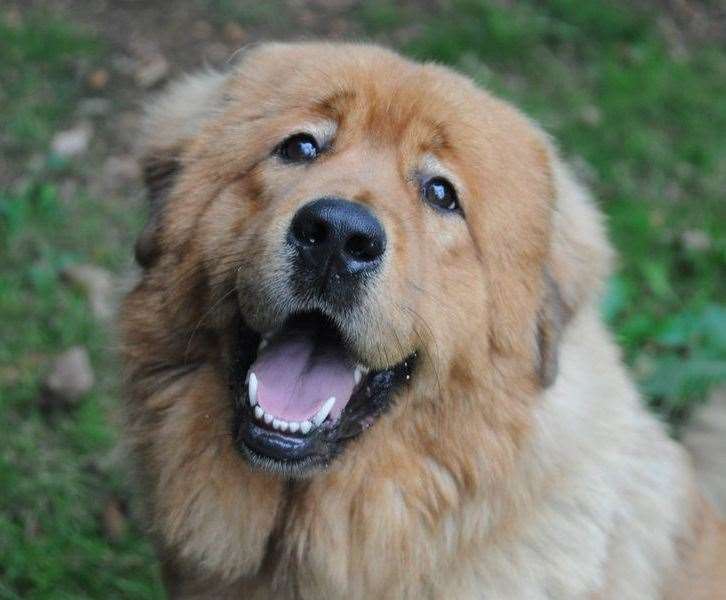 Tibetan mastiff Freya. Pic: Dogs Trust
