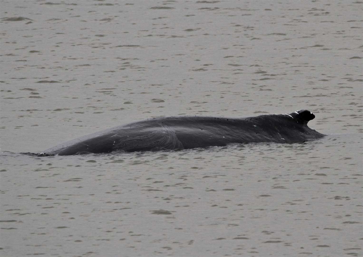 A humpback whale, which has been nicknamed 'Hessy', was spotted in The Thames near Dartford. Picture: Simon West