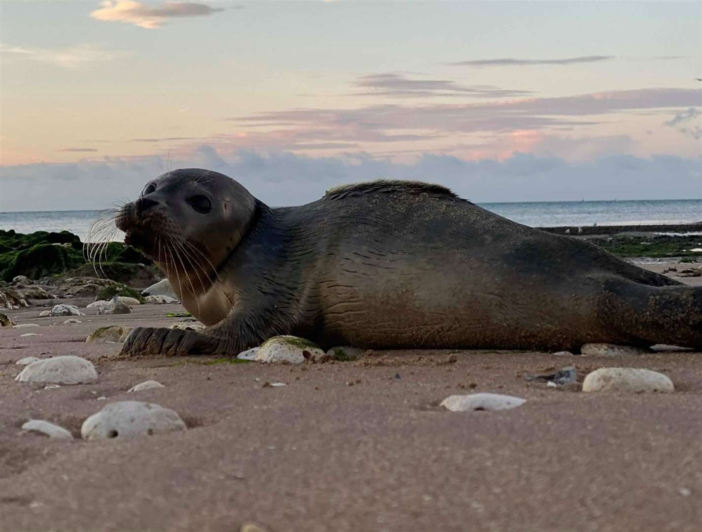 The seal was found at Dumpton Gap beach in Broadstairs this morning. Picture: Amber Wheeler