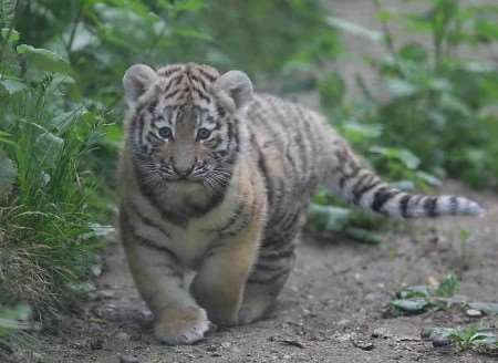 One of Port Lympne's little tiger cubs on the prowl