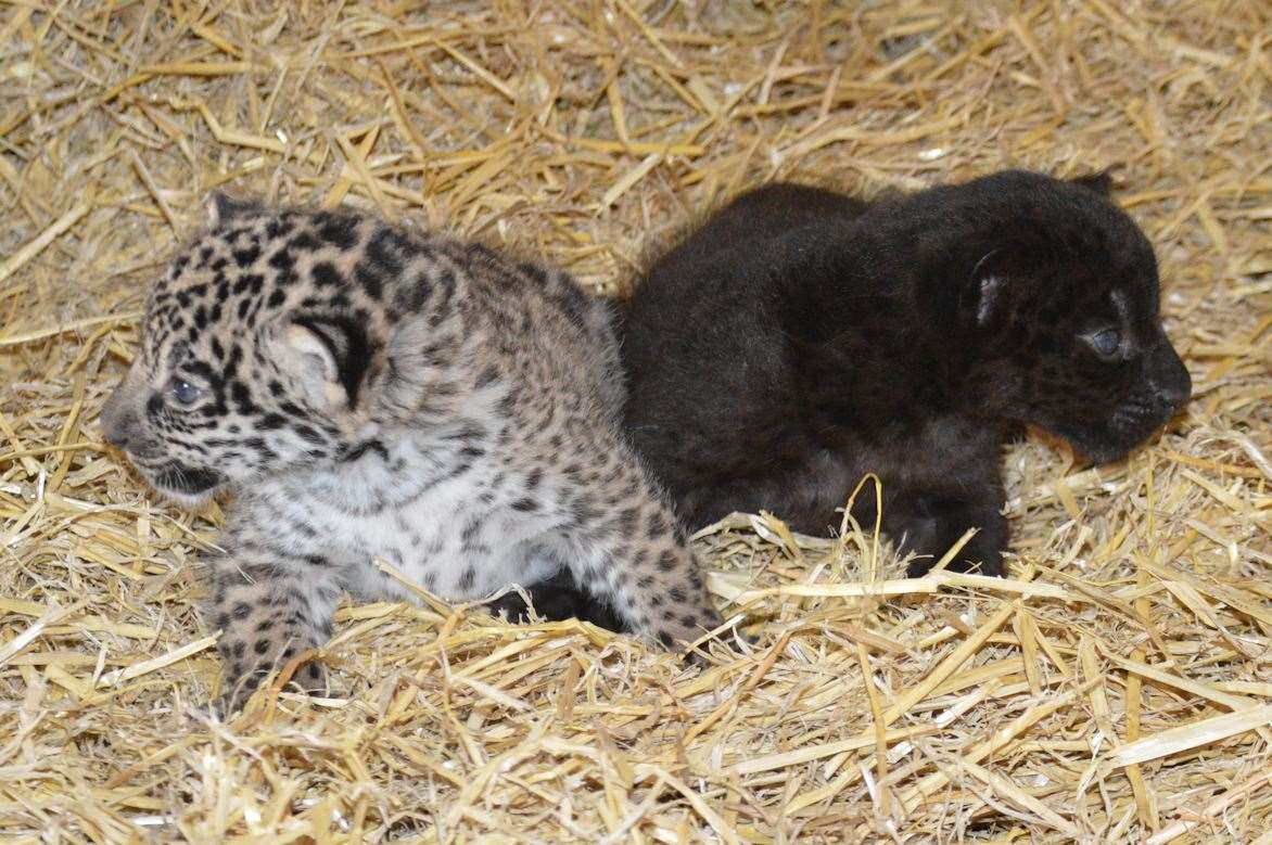 Jaguar twins born at Wingham Wildlife Park. Picture: Wingham Wildlife Park