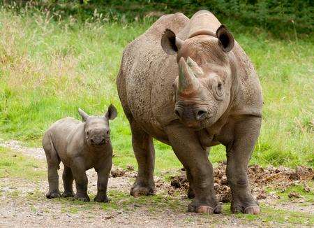 A baby black rhino out and about at Port Lympne. Picture: Dave Rolfe