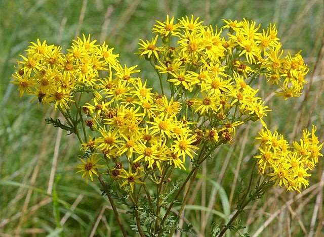Ragwort can be fatal to horses and other livestock