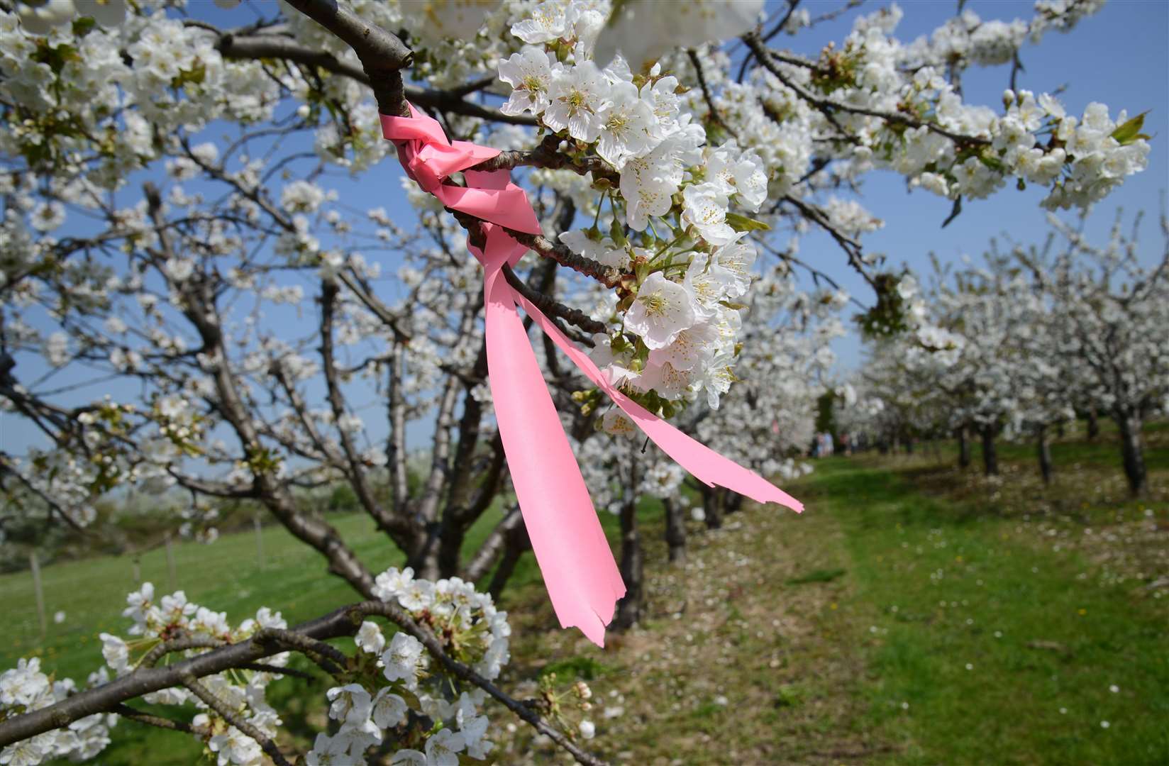 The Hanami Festival will burst into life at Brogdale, Faversham Picture: Gary Browne
