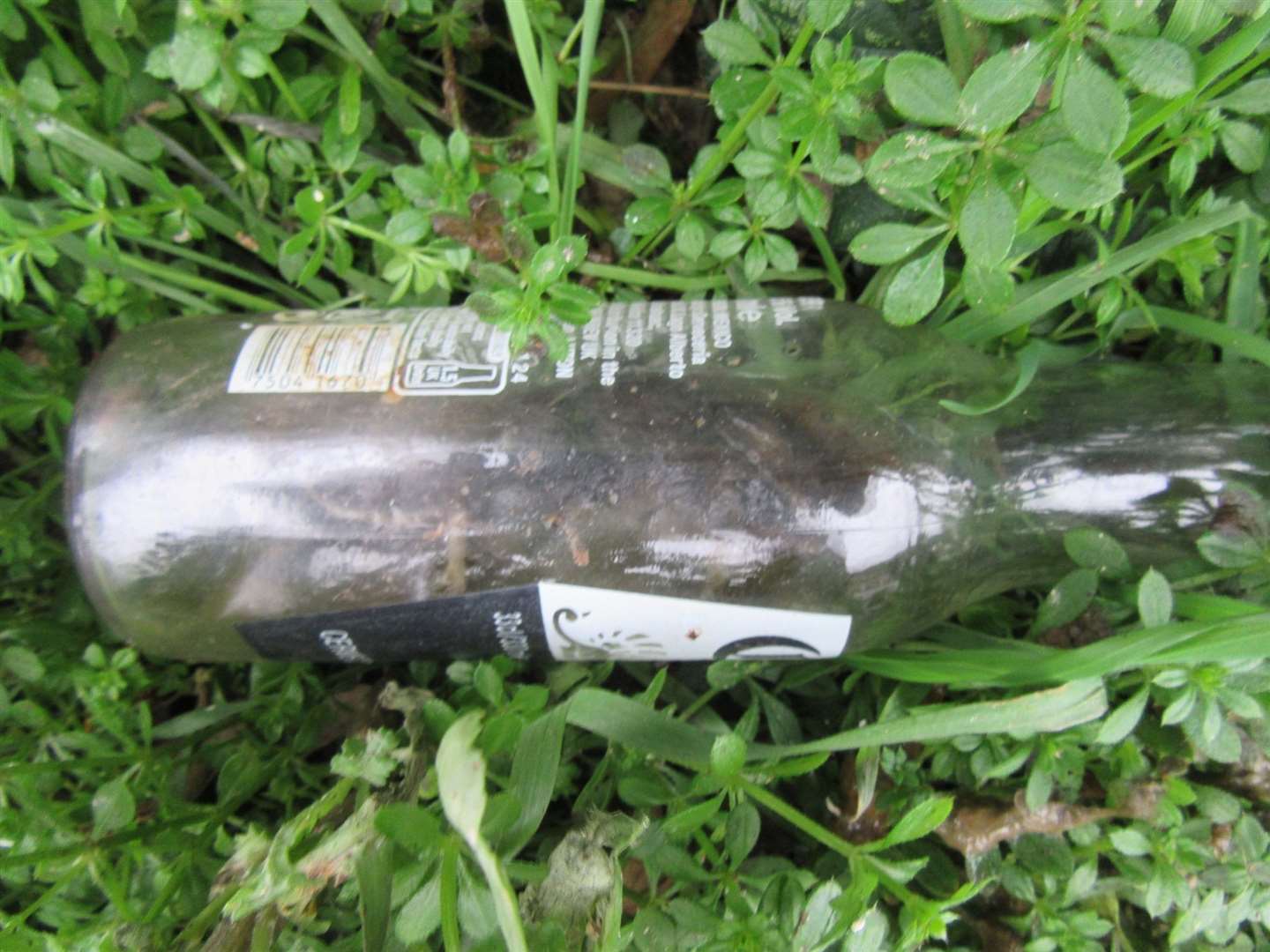 Another mammal became stuck in a beer bottle