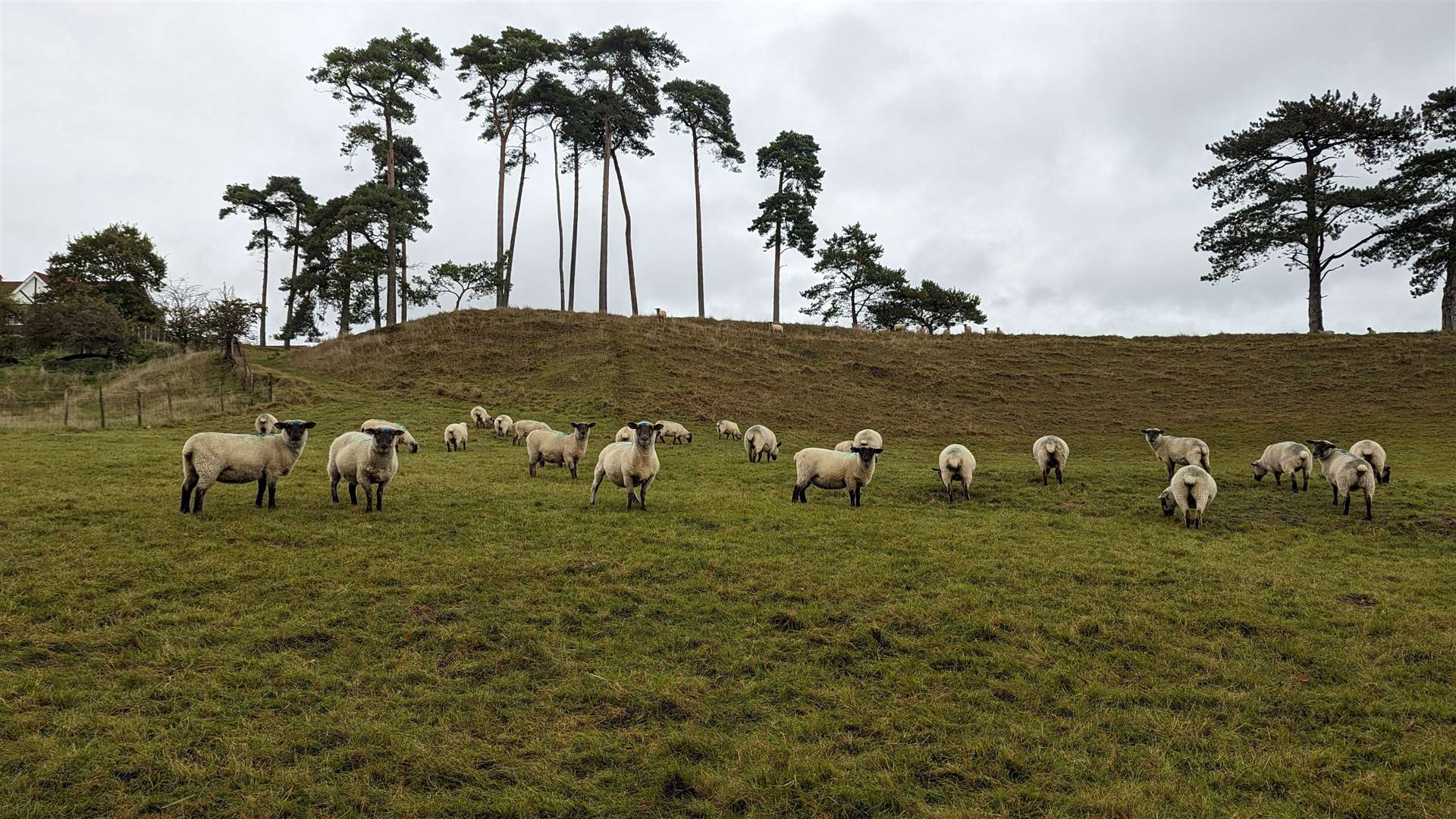 Sheep turn to enquire as to who is traversing their field