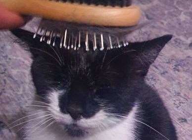 Pixel enjoys a good brush which helps her bond with new people