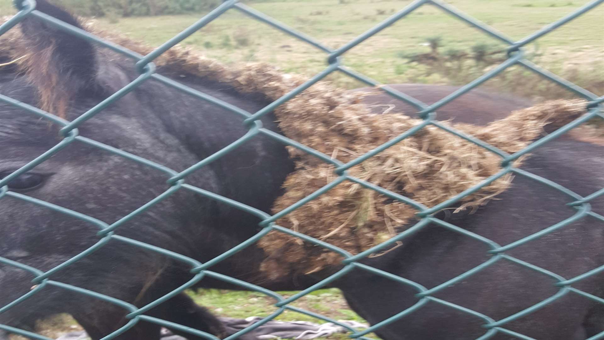 The matted mane on one of the horses