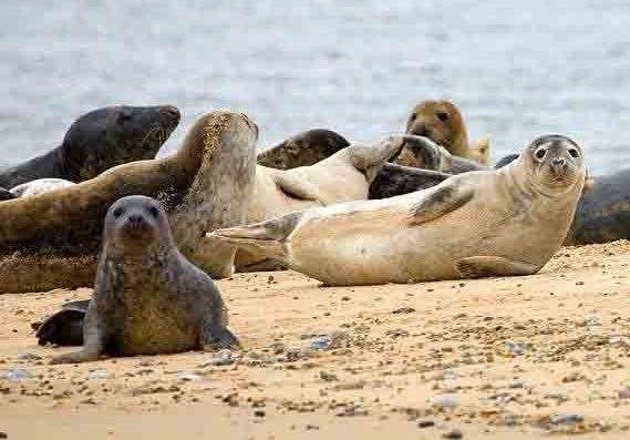 The Thanet Coast and Sandwich Bay is home to populations of seals