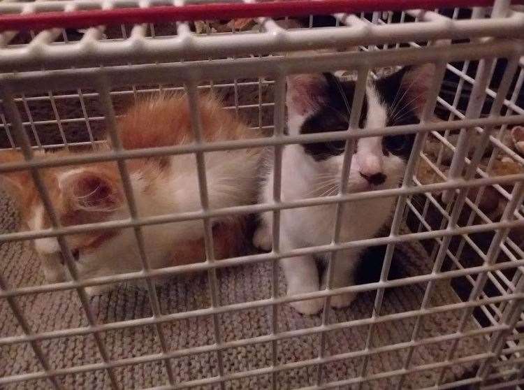 These kittens were dumped in Sheerness on Thursday night. Picture: Nicky Honey, RSPCA