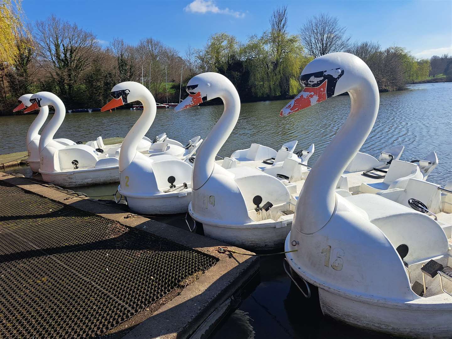 The swan paddle boats at Mote Park