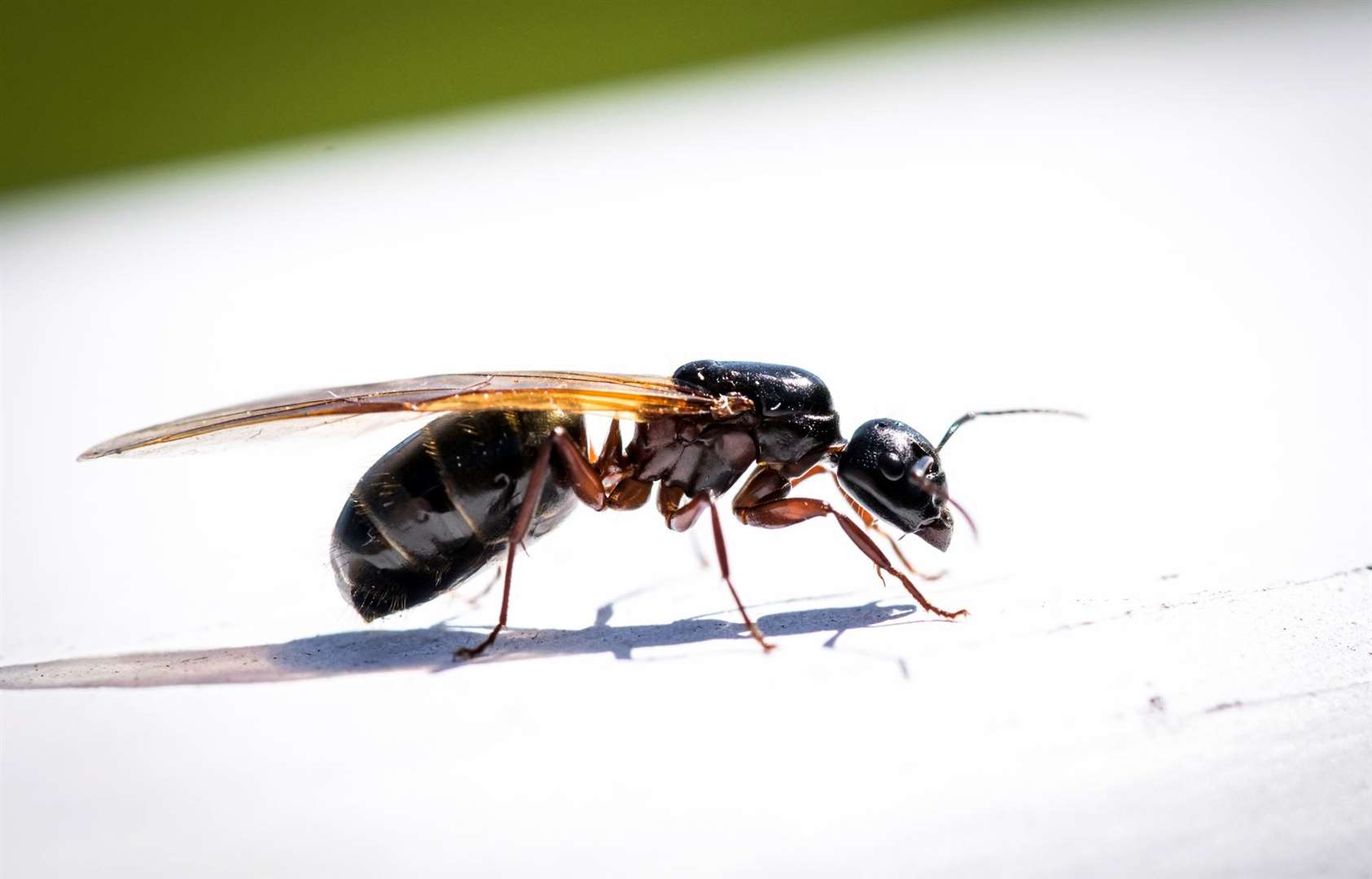 Flying ants could arrive in bumper swarms this year. Image: iStock.