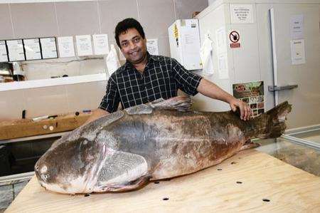 Sani Globe Foods in Luton has had a 57kg catfish delivered for a customer. Amirul Islam with his fish