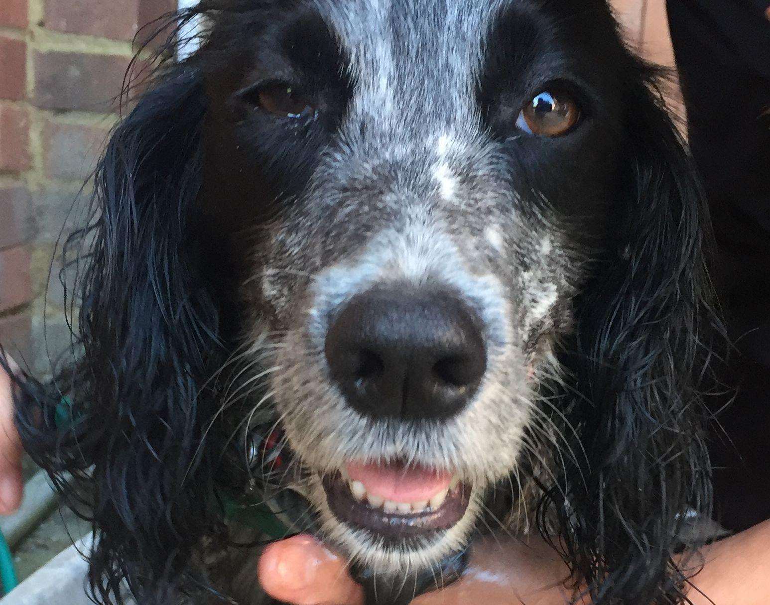 Black and white Spaniel Molly was with Chris Fisher when he was reported missing