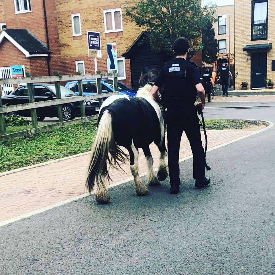 An officer escorts a horse back after it escaped near Joyce Green Lane, Dartford