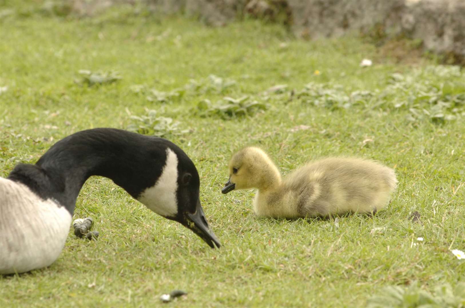 Canada Geese are being scared away from Bexley's Hall Place with lasers. Stock image
