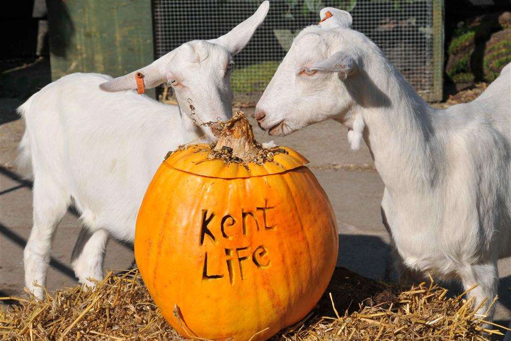 Enjoy some spooky family fun at Kent Life