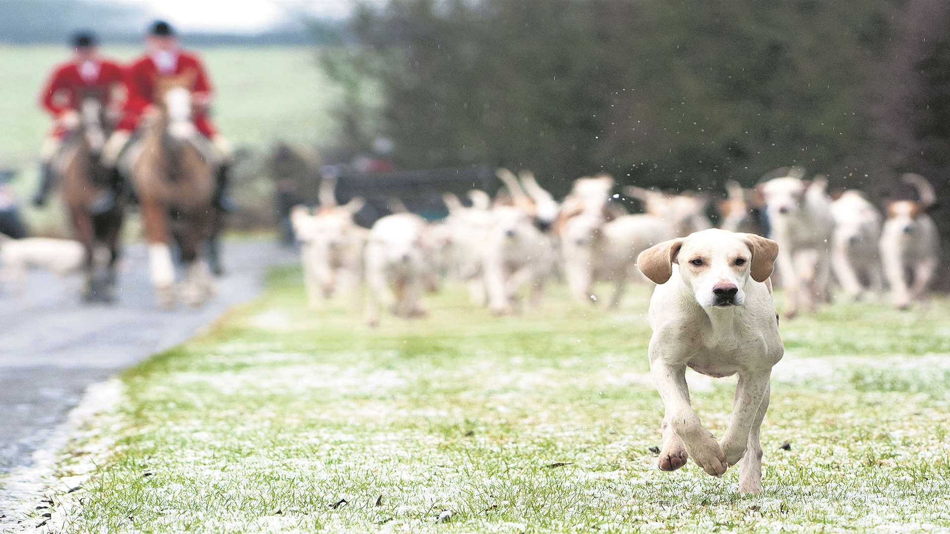 Traditional hunting with dogs has been illegal for 10 years. Stock picture by Nico Morgan