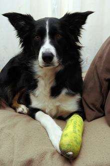 Dotty the border collie was left with mutilated paws