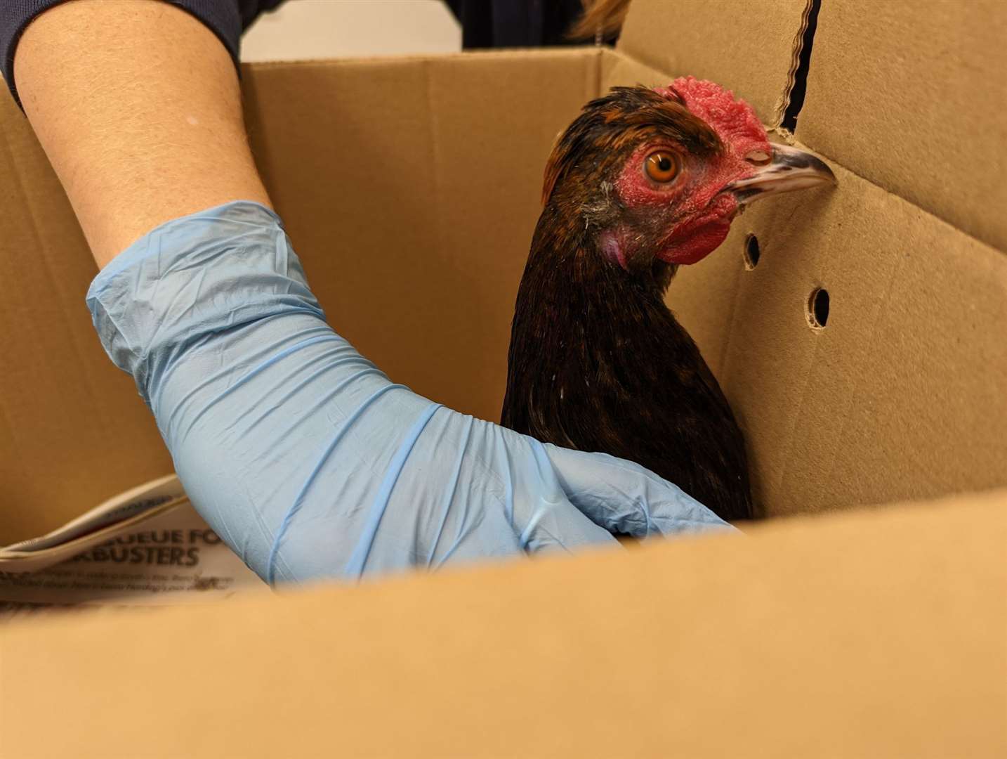 Two chickens were left abandoned in a box at Richborough Recycling Centre in Sandiwch. Photo: RSPCA
