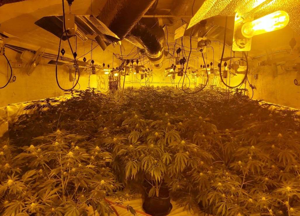 Police say 281 cannabis plants were found. Picture: Kent Police