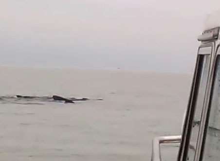 The boat came within feet of the pod of nearly 30 whales. Video still: Dave Redwood